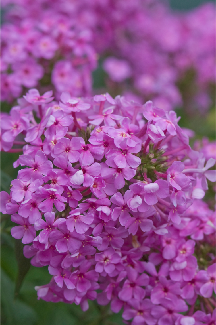 phlox paniculata jeana