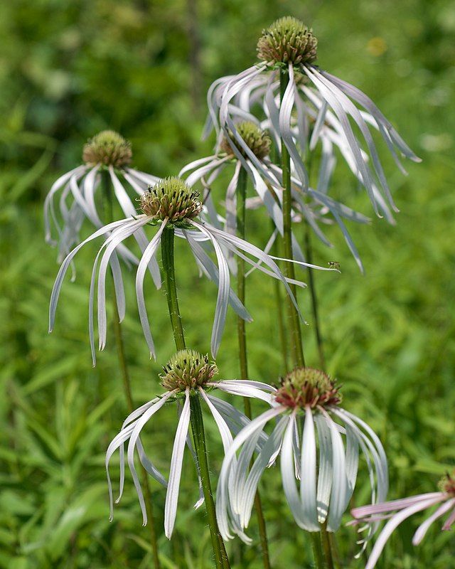 echinacea pallida stock