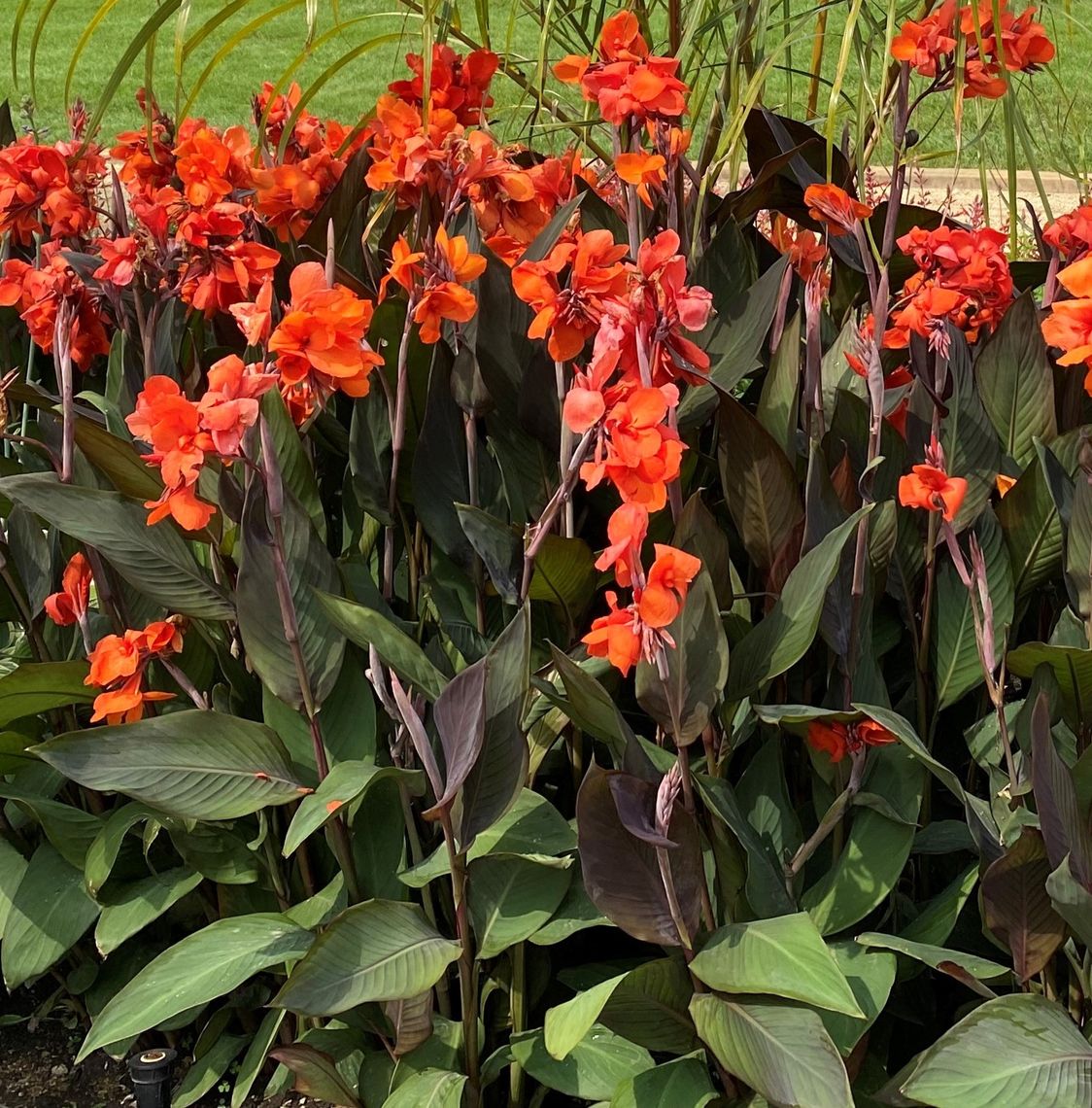 canna bronze orange ab 2026