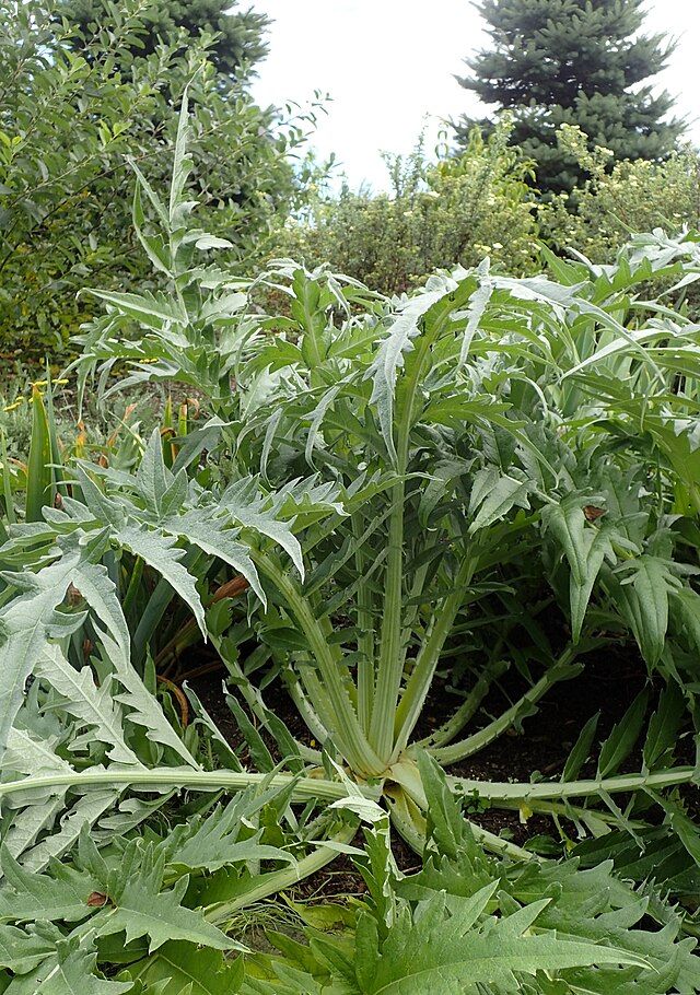 cynara cardunculus stock