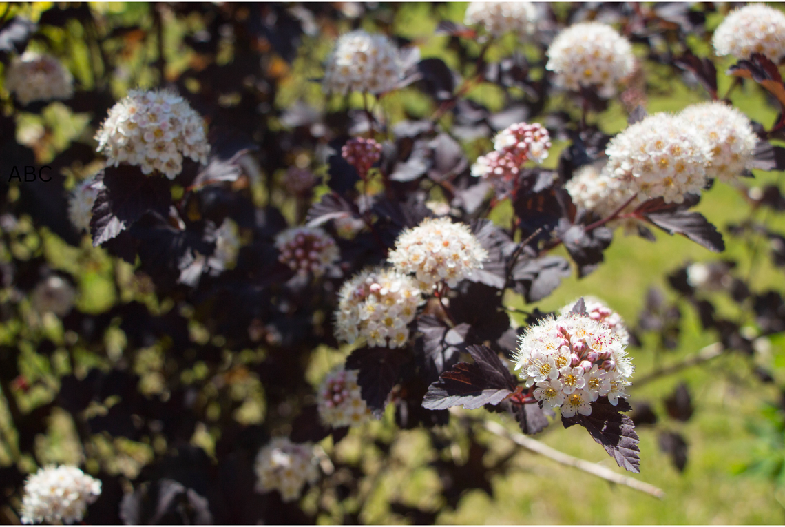 physocarpus opulifolius smpotw tiny wine stock