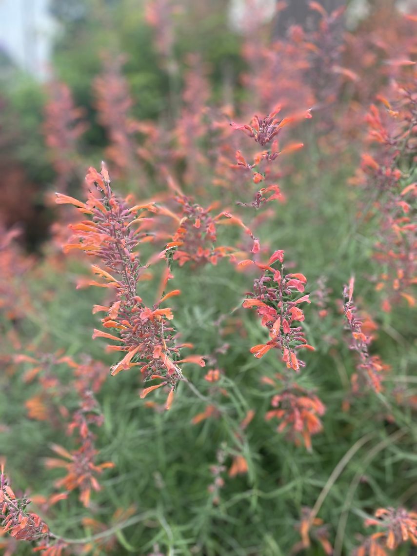 agastache rupestris 2023 aug logan
