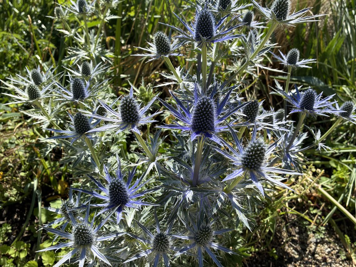 eryngium x zabelii big blue 2026 logan