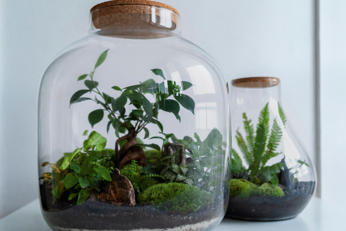 resized 8 17 8 18 terrariums
