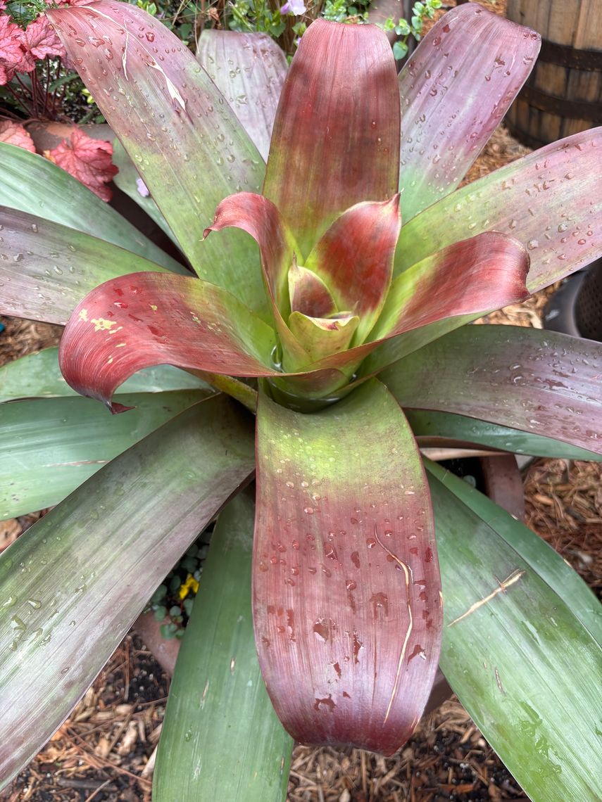 alcantarea imperialis rubra