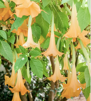 brugmansia