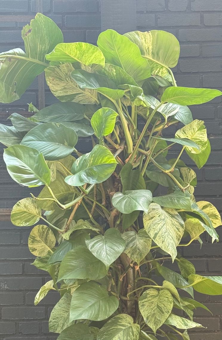 epipremnum aureum