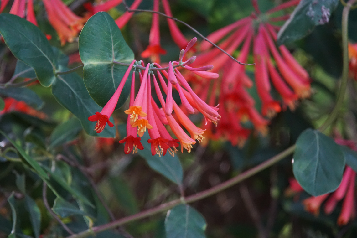 lonicera sempervirens major wheeler 2023 stock image