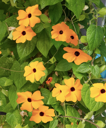thunbergia alata