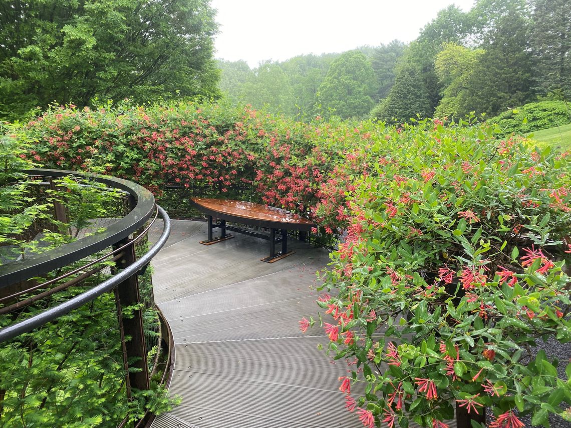 lonicera sempervirens major wheeler 1