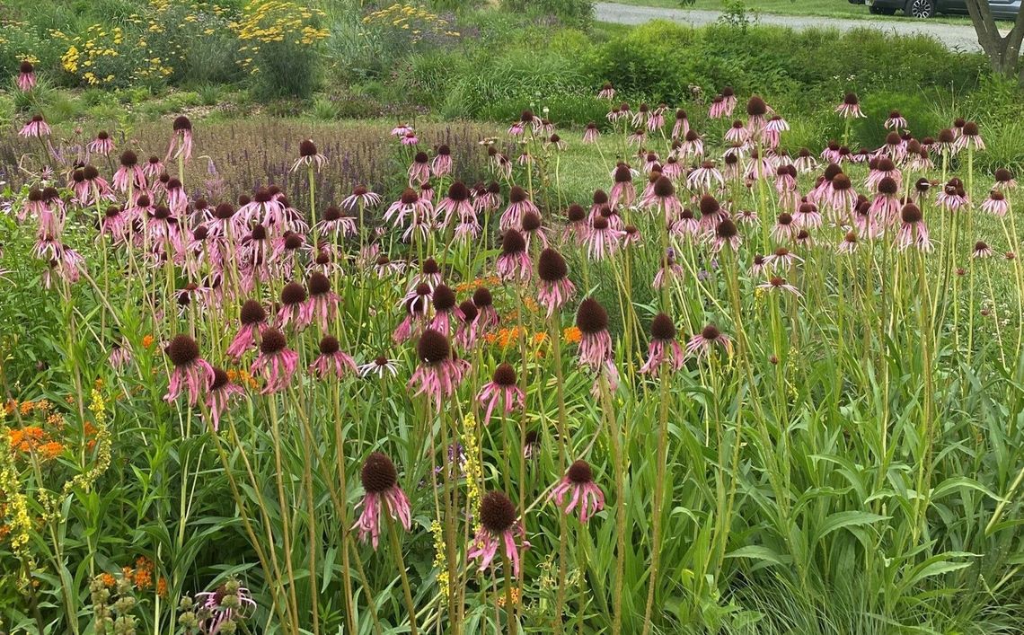 echinacea pallida