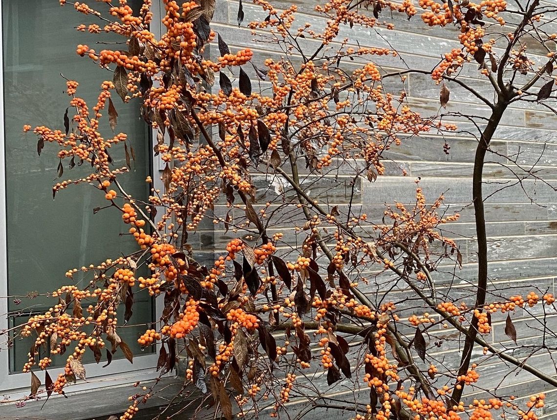 ilex verticillata winter gold