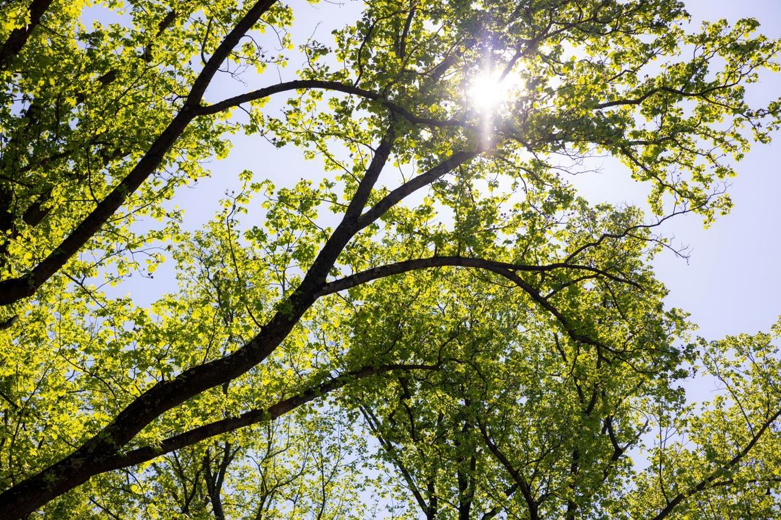 resized oaks