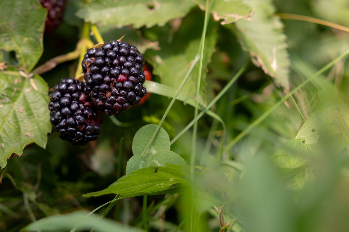 phs 7 16 25 norristown farm park credit morgan horell morganhorellphoto 190 1