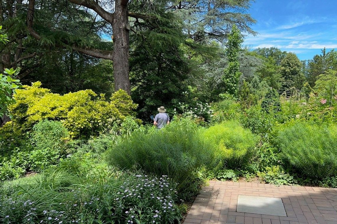 mbf 2026 shade garden visitor