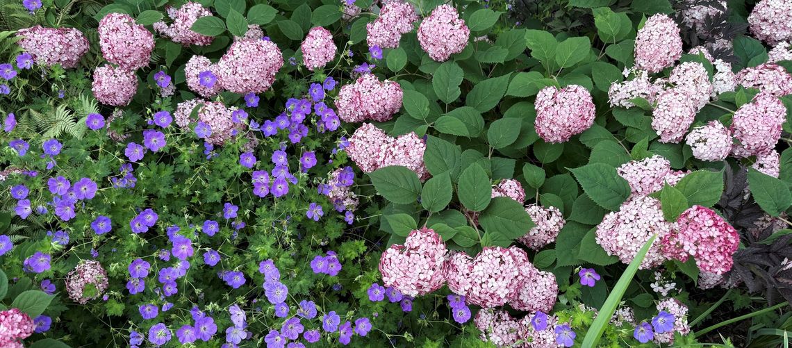 hydrangea arborescens invincibelle ruby at scott arboretum
