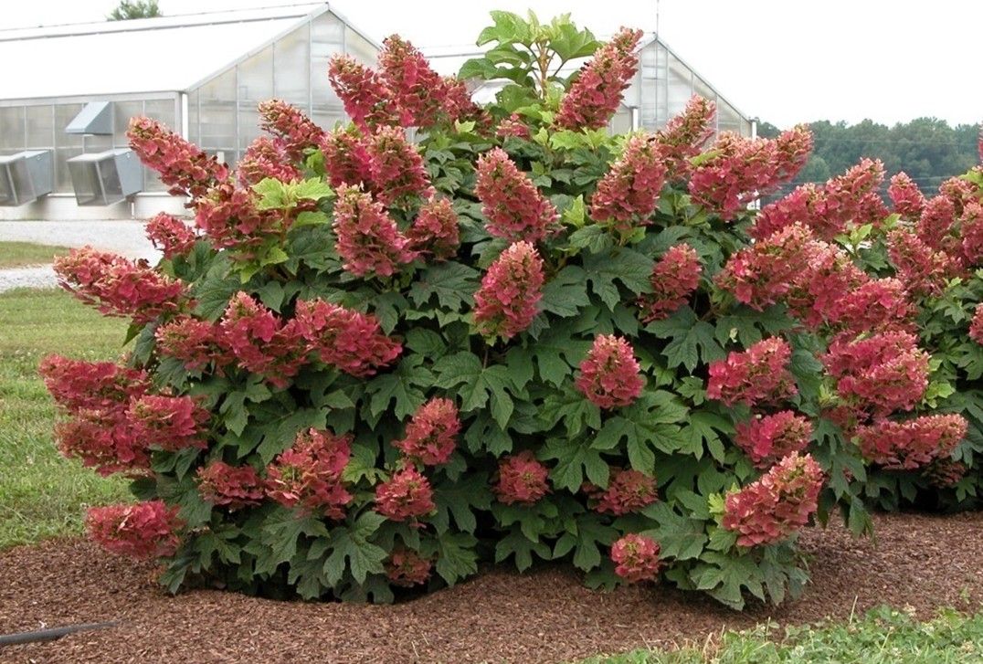 hydrangea quercifolia ruby slippers