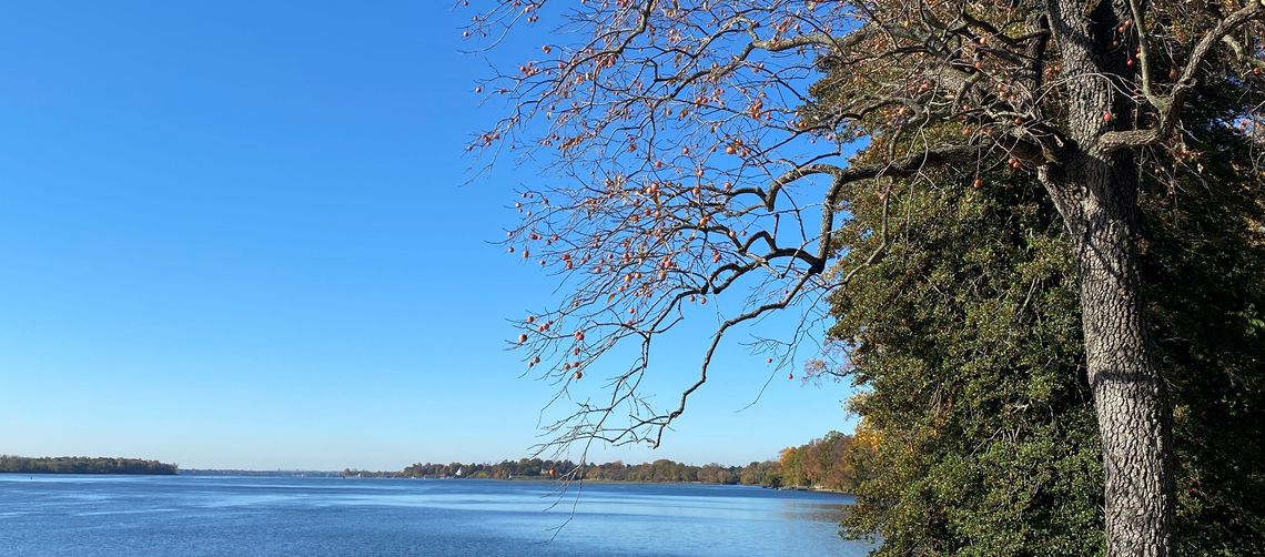diospyros virginiana andalusia