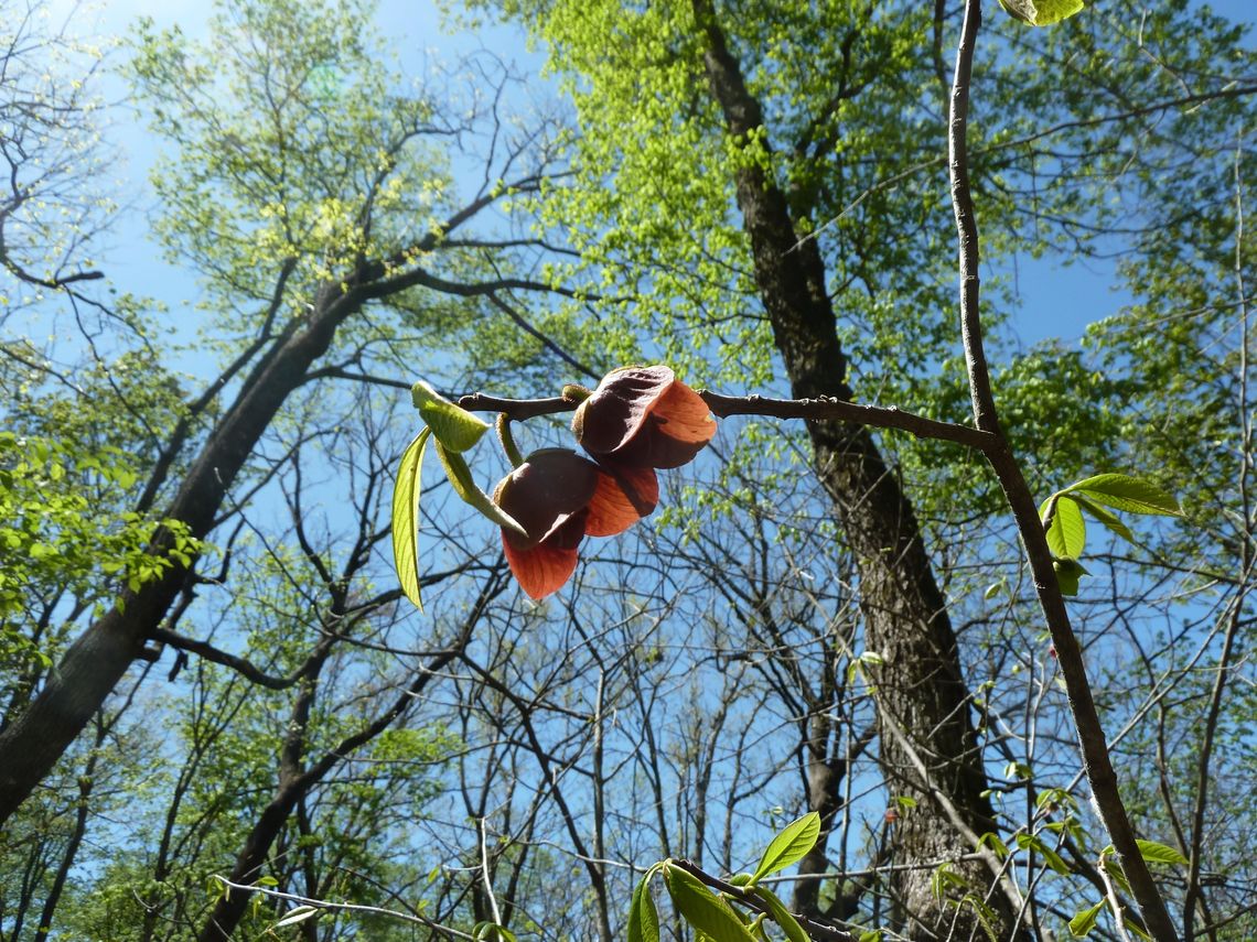 asimina triloba