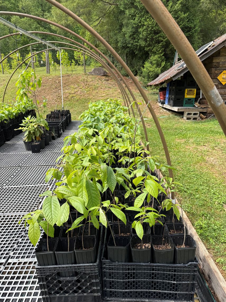 young paw paw trees in asheville