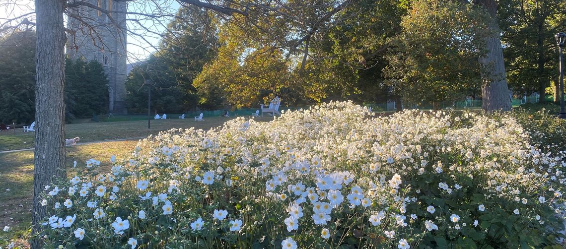 anemone x hybrida honorine jobert