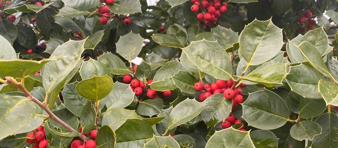 ilex opaca satyr hill
