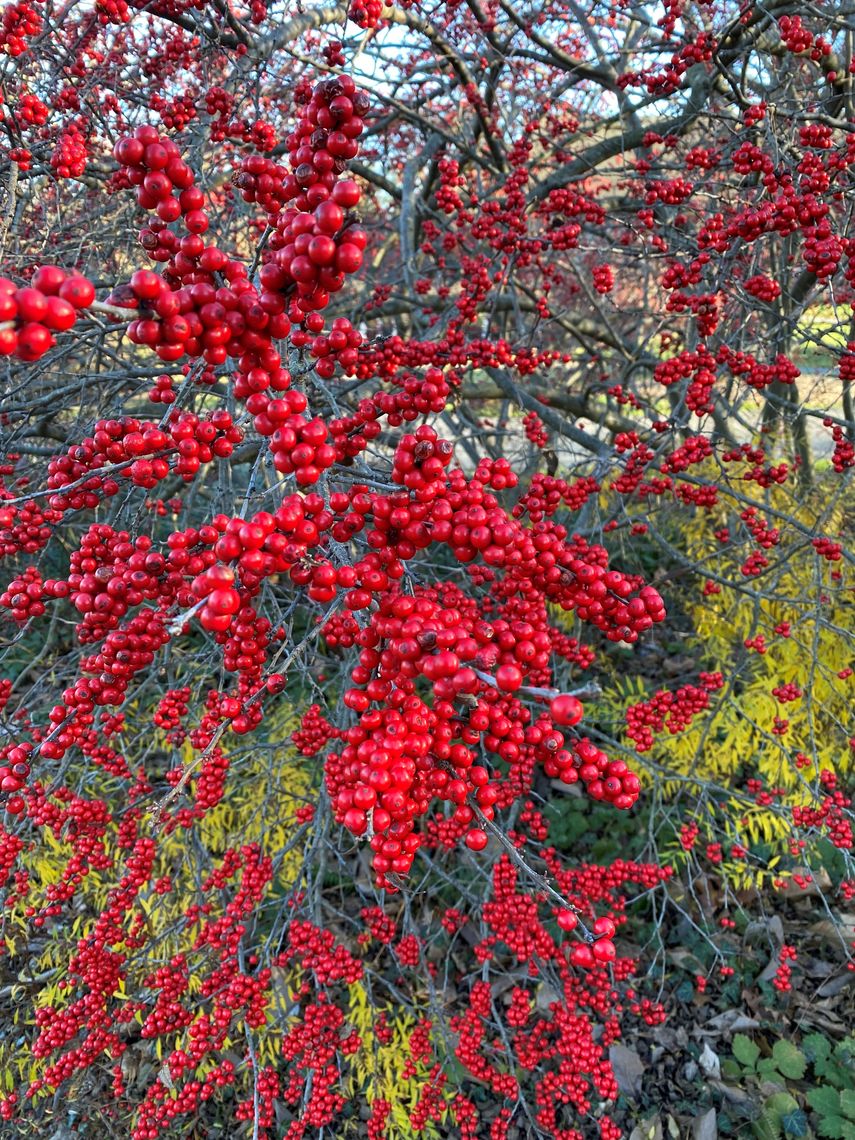 ilex verticillata winter red xx