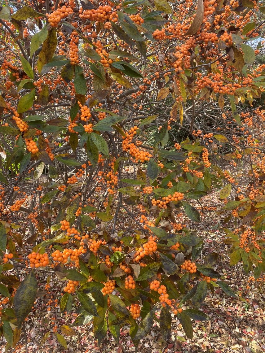 ilex verticillata winter gold scott arboretum