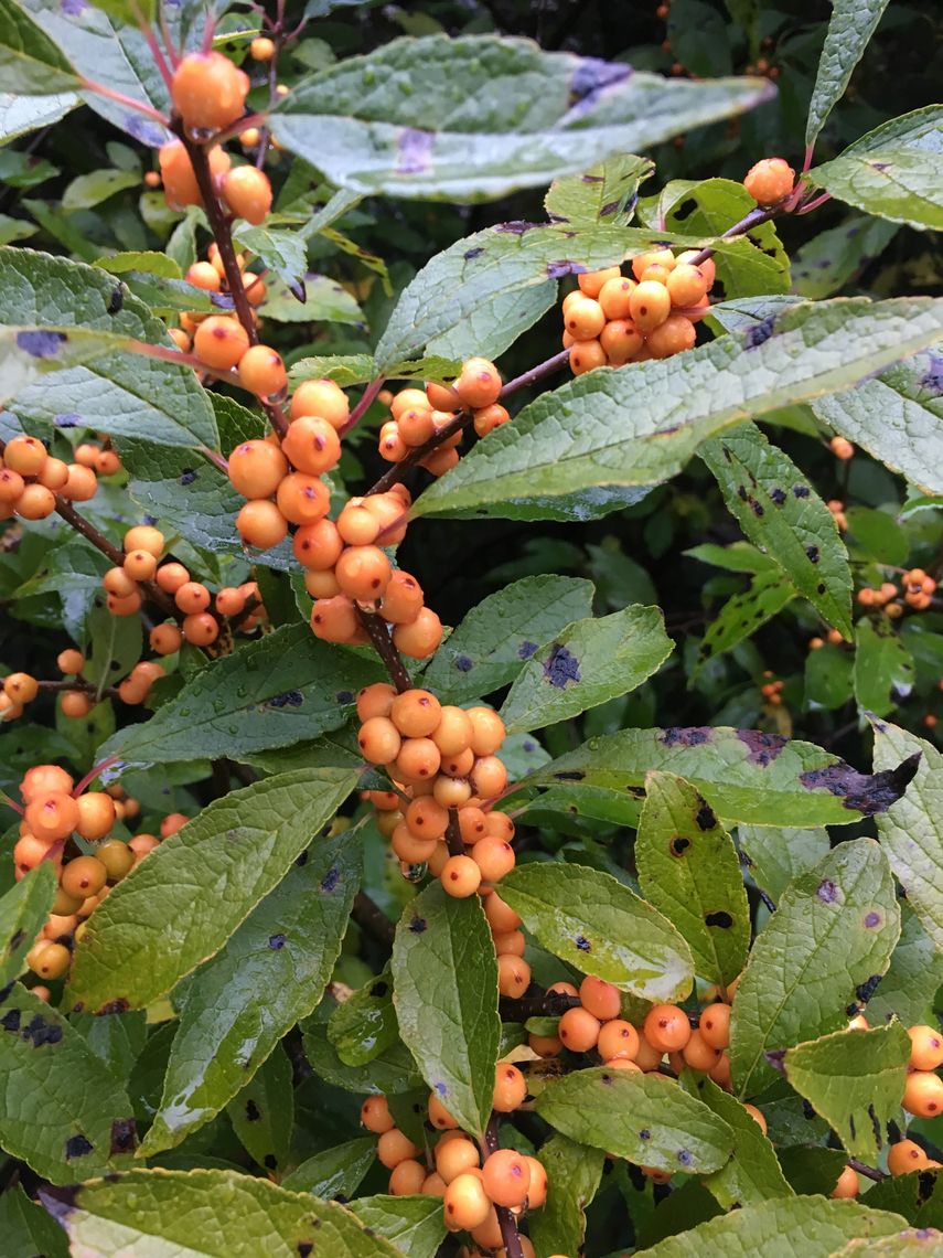 ilex verticillata winter gold closeup